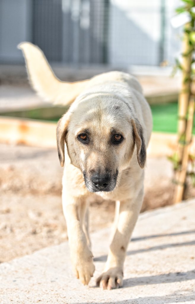 Bela pets rescue