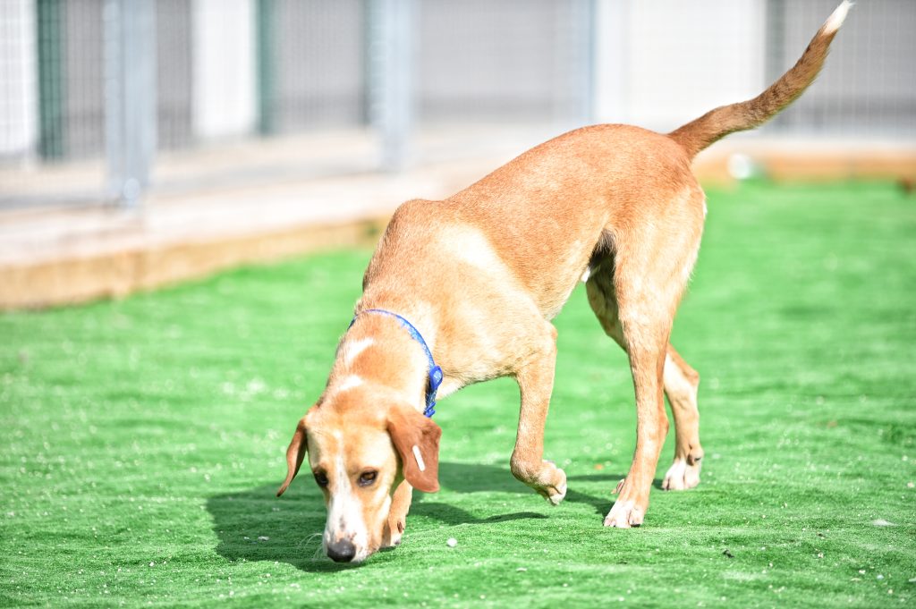 Ajax adopt a dog uk