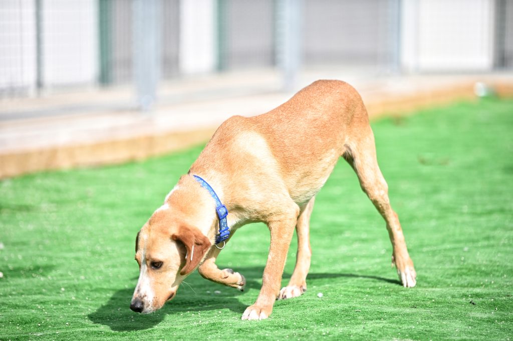 Ajax adopt a dog uk