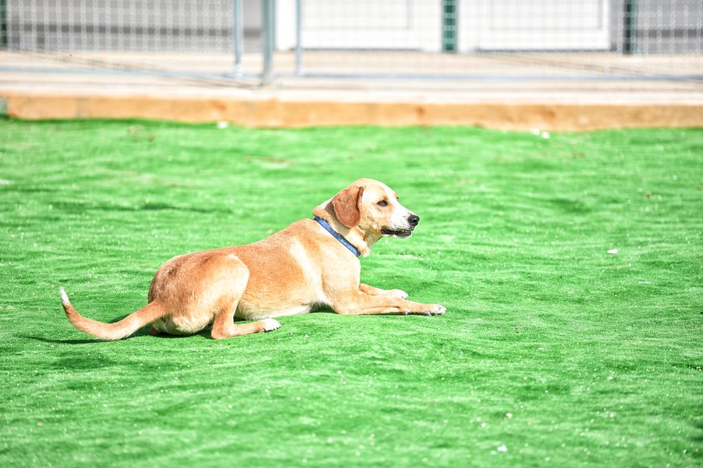 Ajax adopt a dog uk