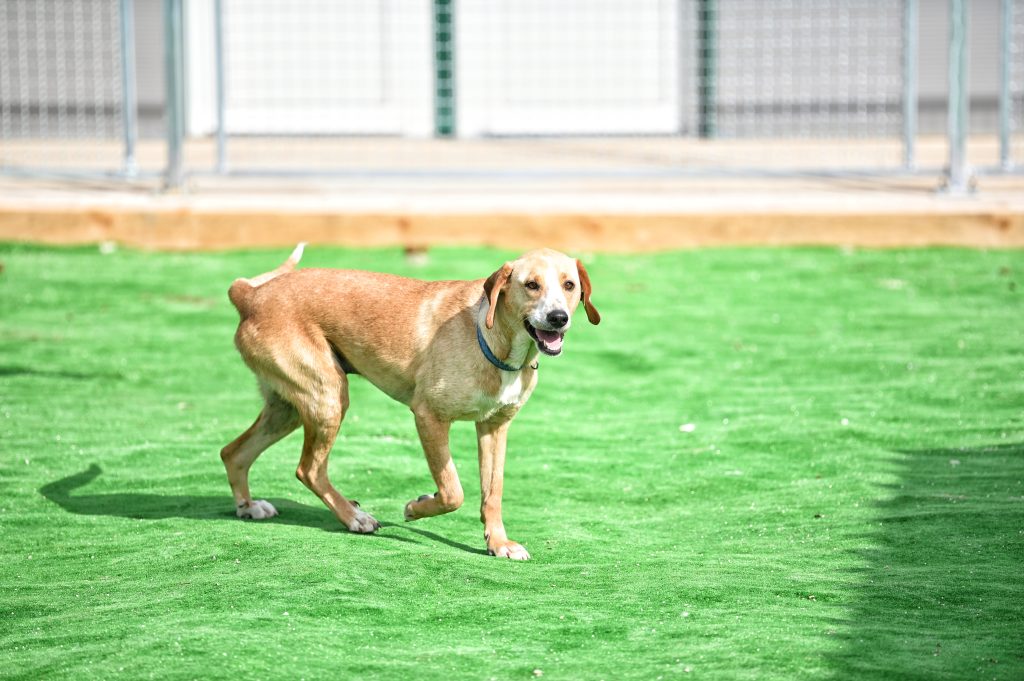 Ajax adopt a dog uk