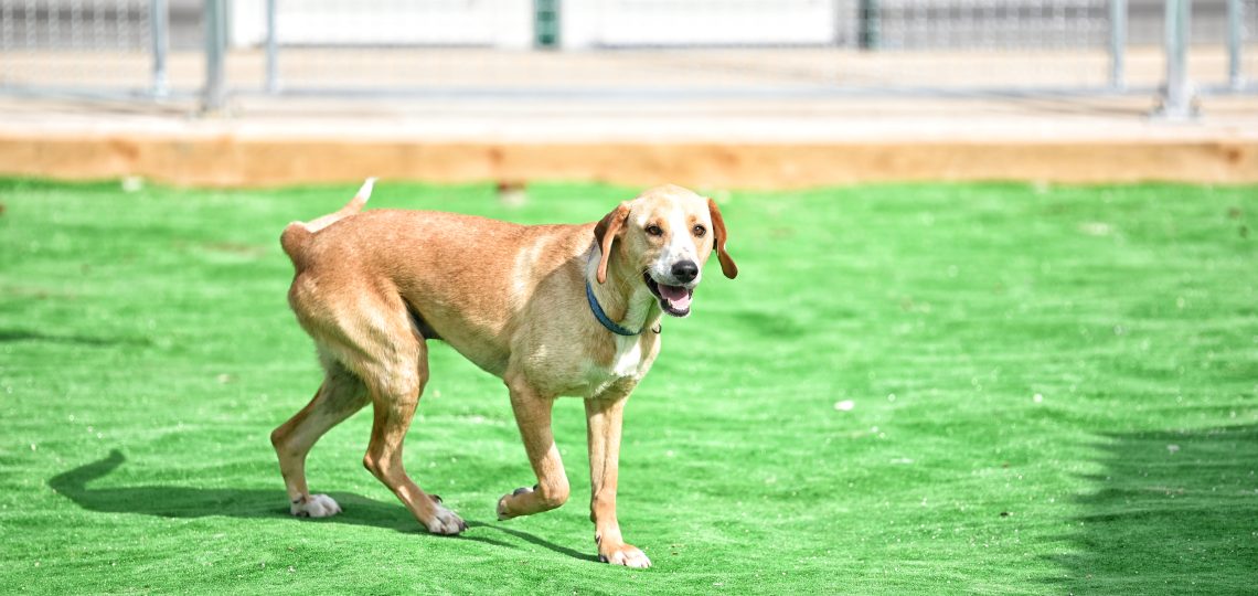 Ajax adopt a dog uk