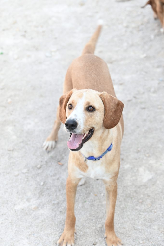 Ajax adopt a dog uk