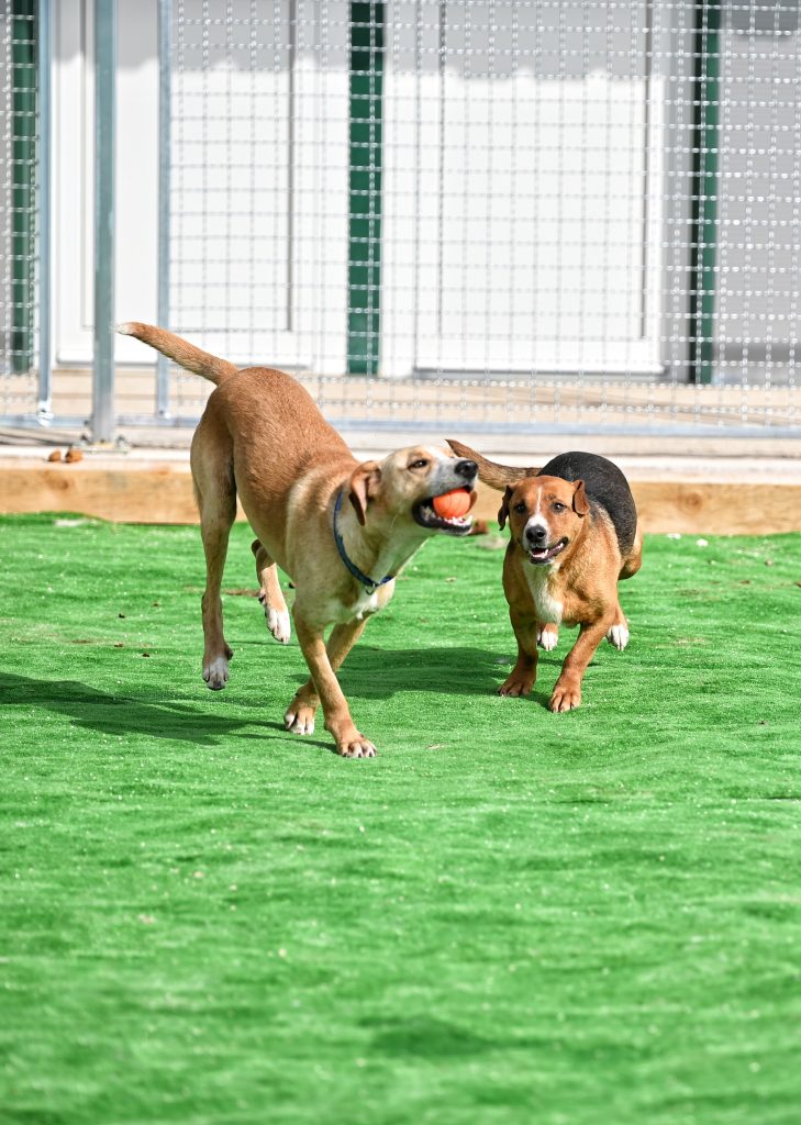 Aron pets rescue