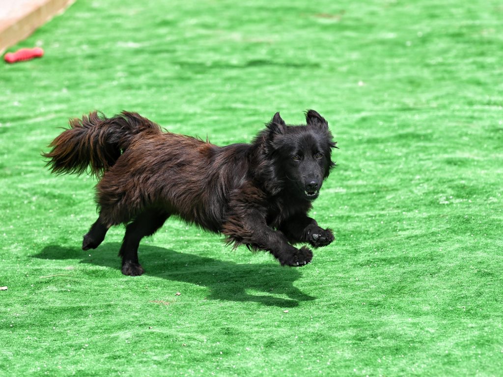 Ajla dogs pets
