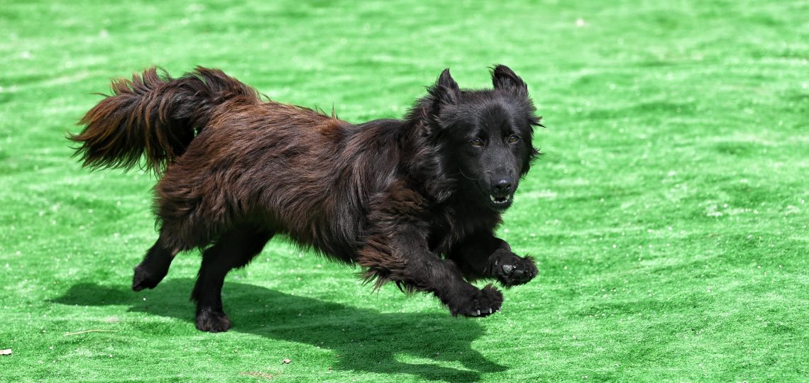Ajla dogs pets