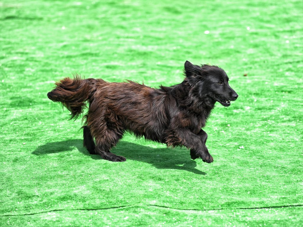 Ajla dogs pets