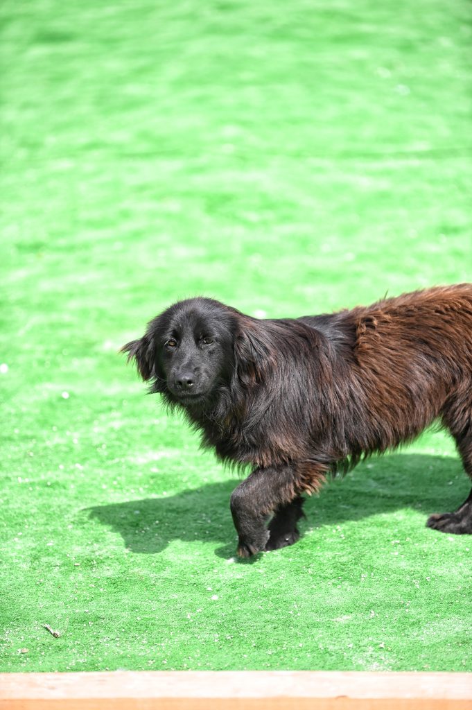Ajla dogs pets