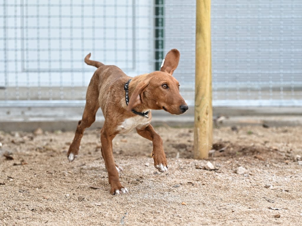 Alex dogs shelters