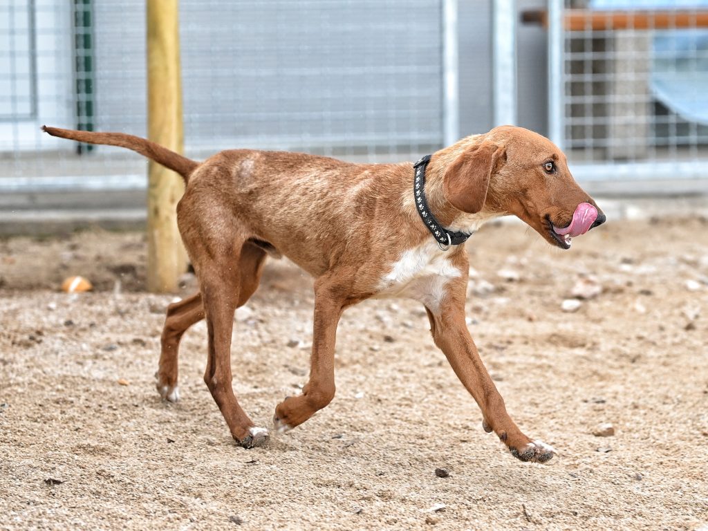 Alex dogs shelters