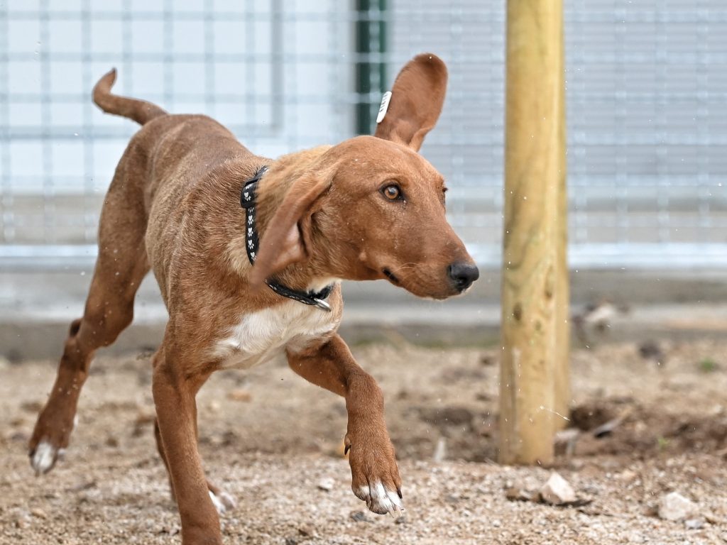 Alex dogs shelters