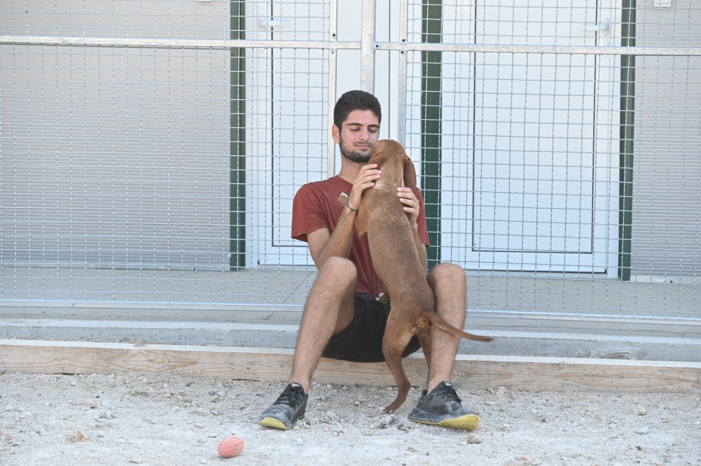 Alex dogs shelters