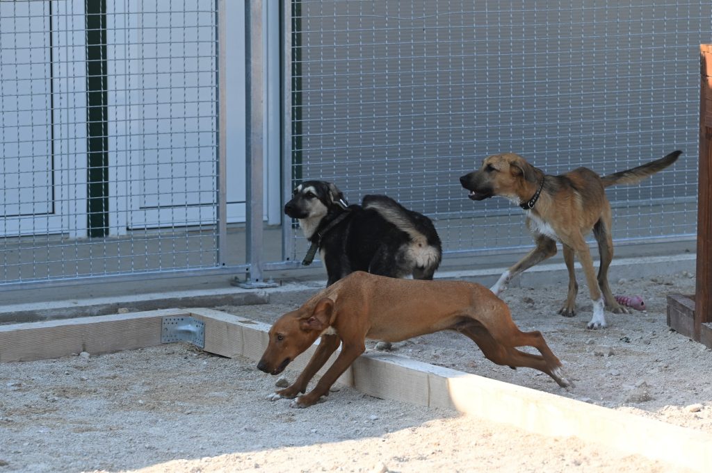Alex dogs shelters