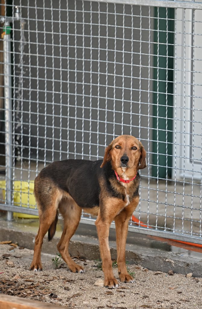 Dobby pets rescue