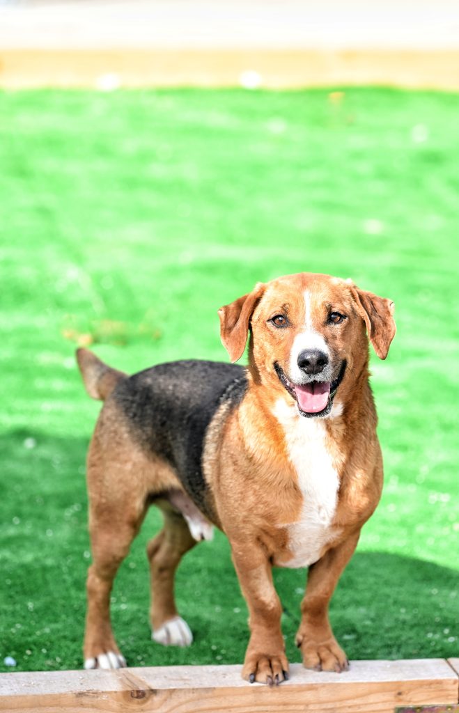 Aron pets rescue
