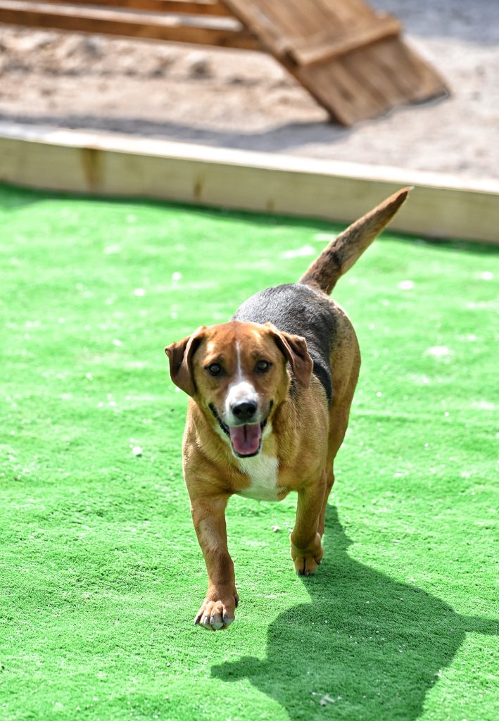 Aron pets rescue