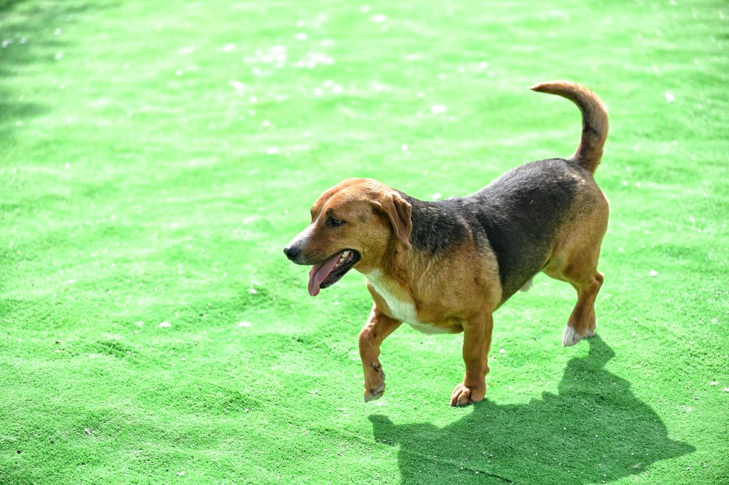 Aron pets rescue