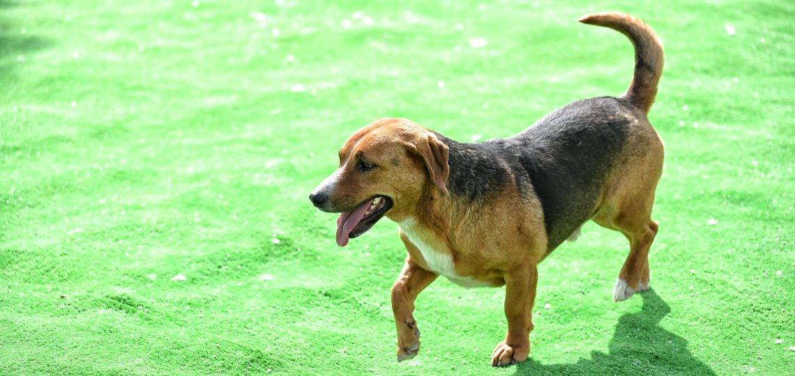 Aron pets rescue