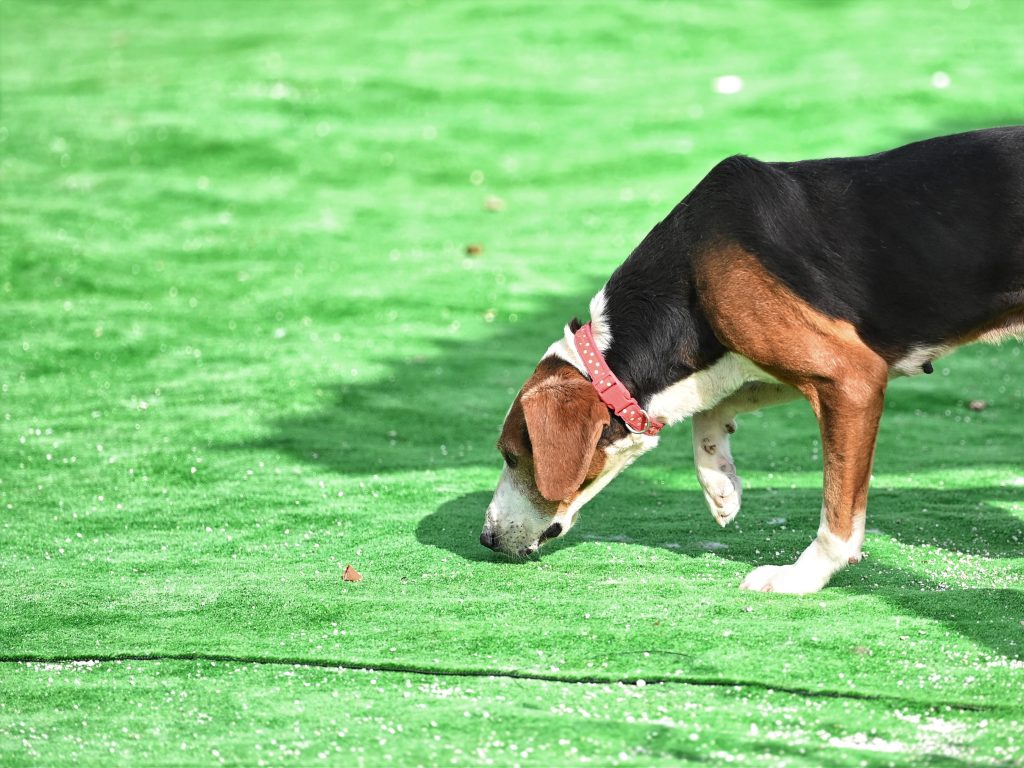 Artos animal charities near me