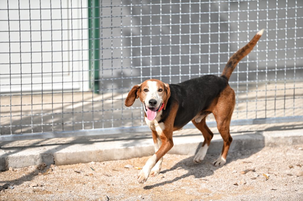 Artos animal charities near me