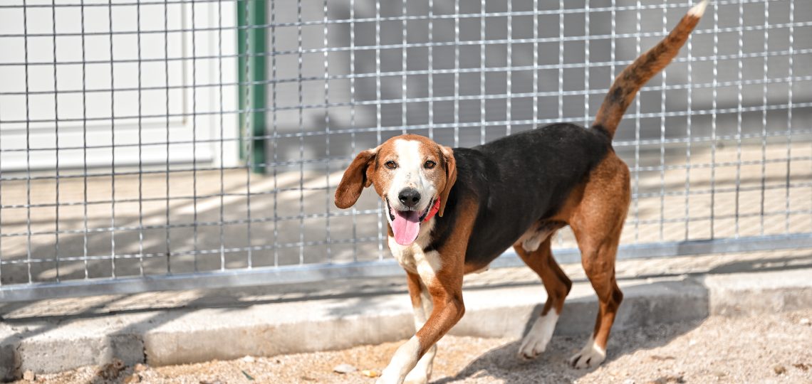 Artos animal charities near me