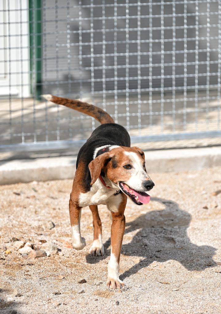 Artos animal charities near me