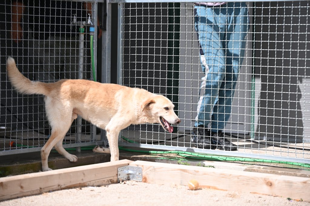 Bak dog charity