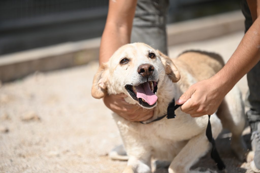 Bak dog charity