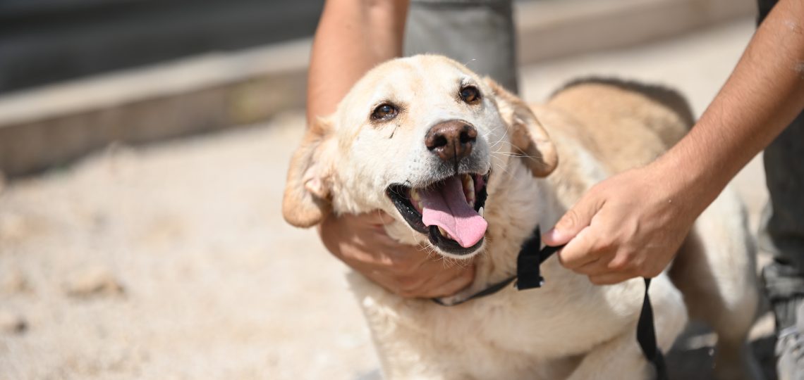 Bak dog charity