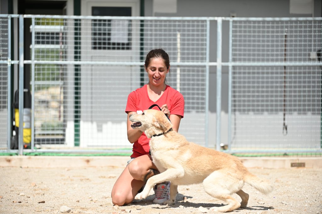 Bak dog charity