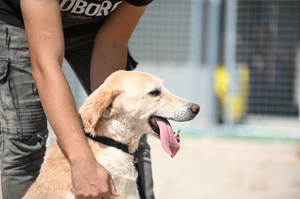 Bak dog charity
