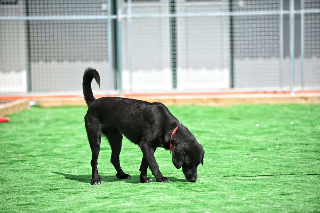 Bleki dogs adoption
