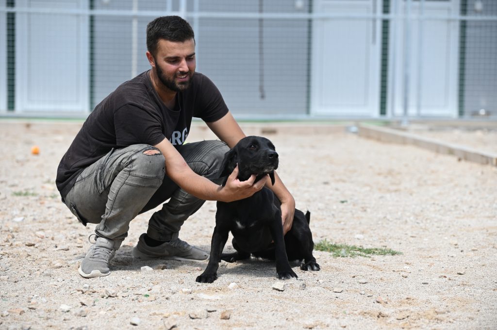 Bleki dogs adoption
