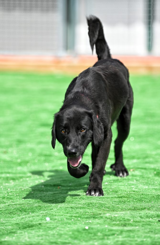 Bleki dogs adoption