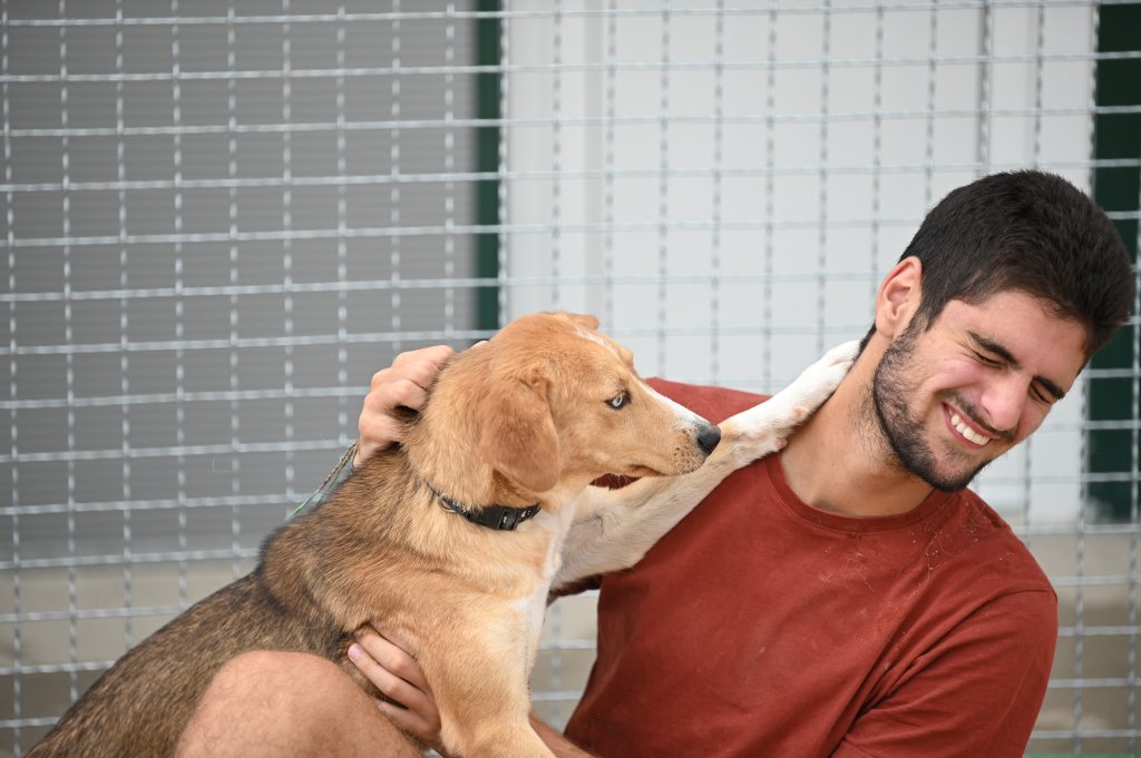 Boba dog trust dogs