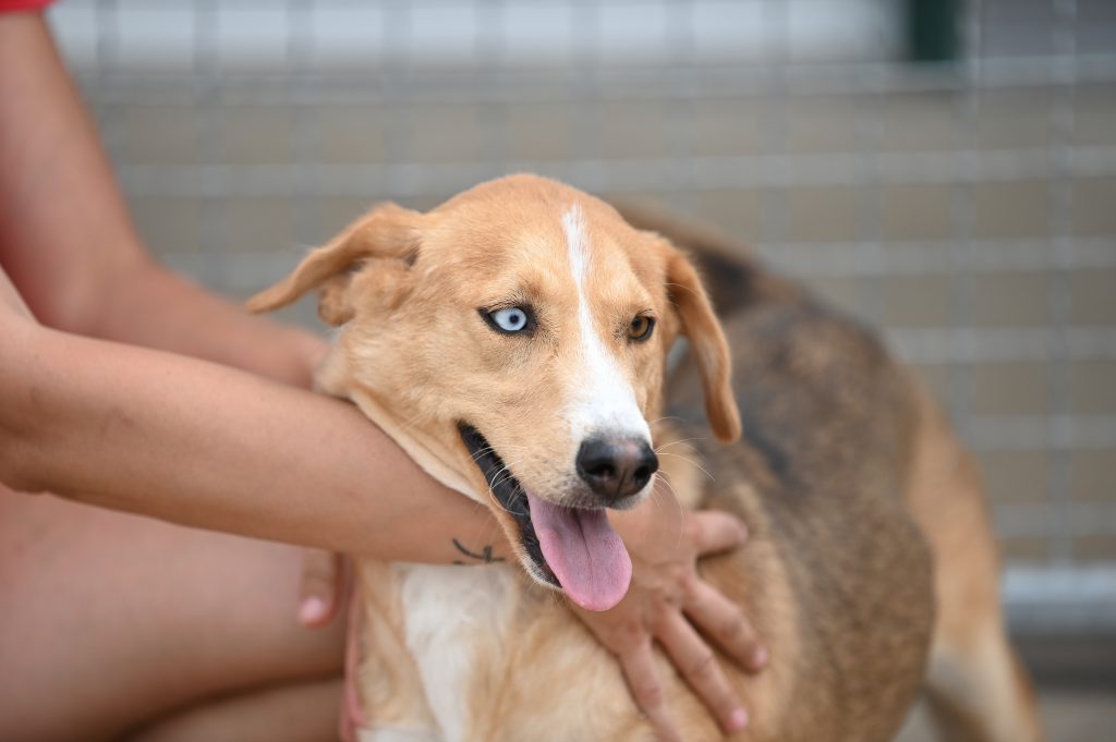 Boba dog trust dogs