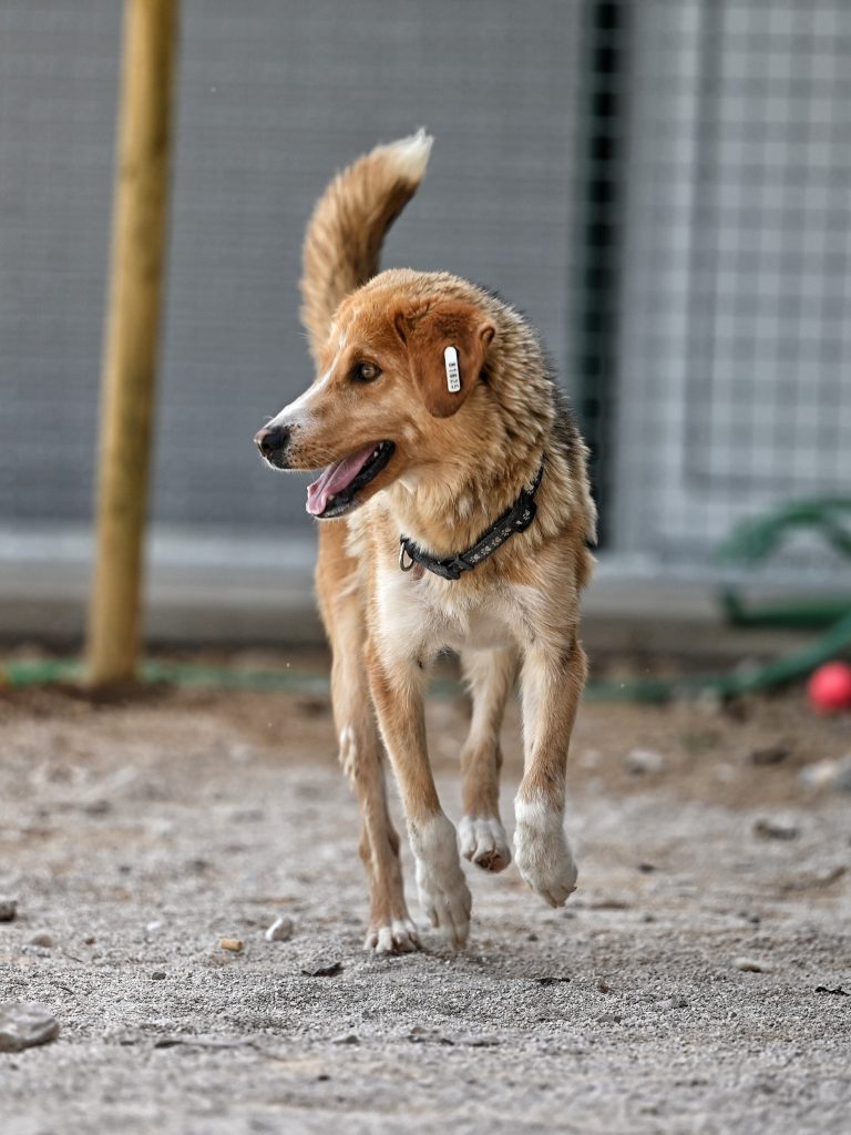 Boba dog trust dogs