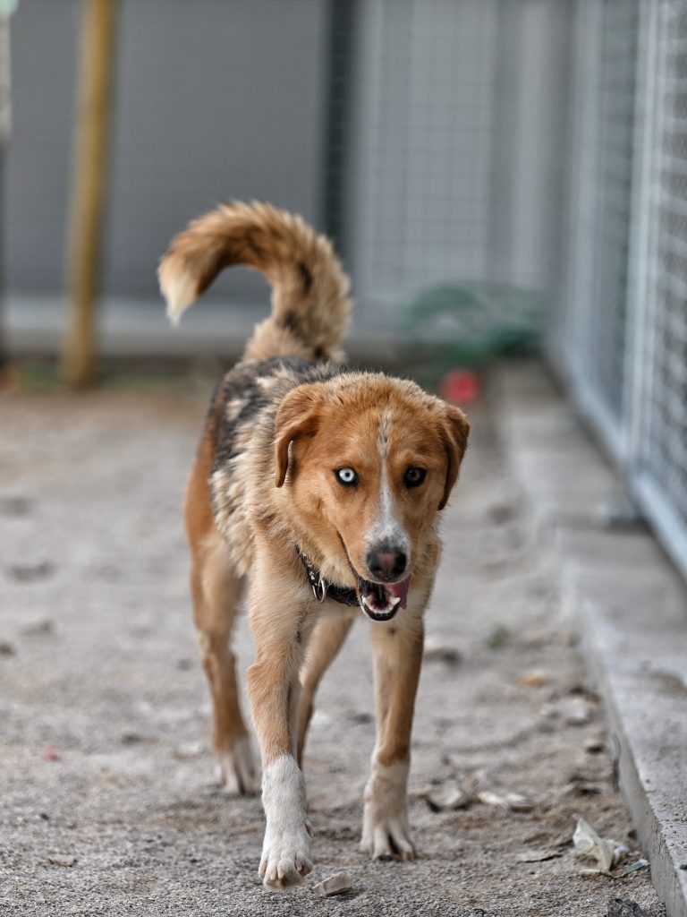 Boba dog trust dogs