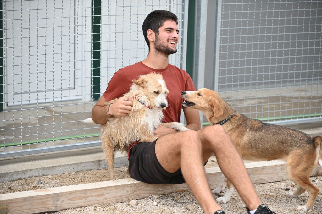 Marley dogs near