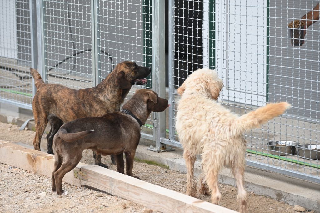 Lokica dog rescue centres near me