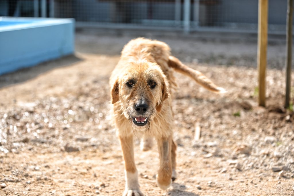 Cookie dog animal charities near me