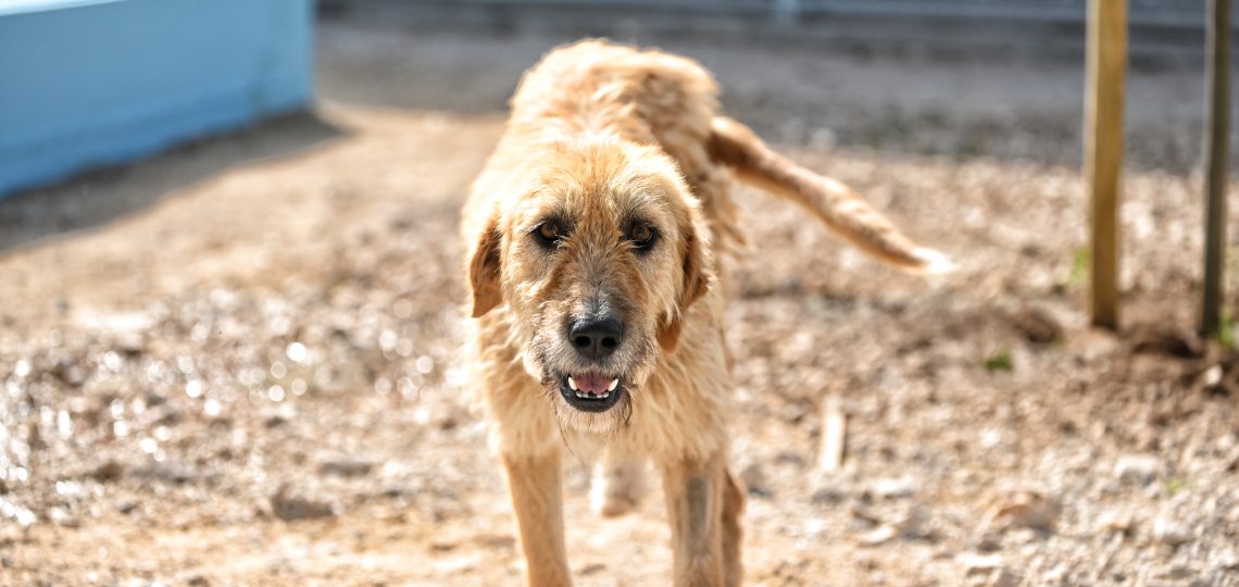 Cookie dog animal charities near me