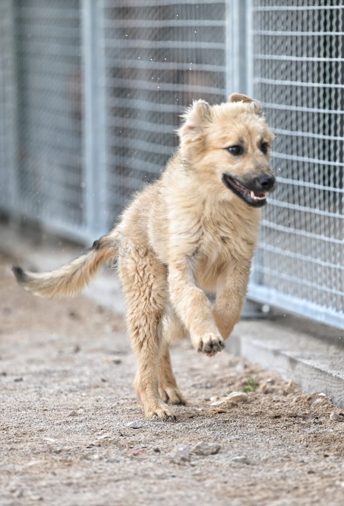 čupka dog charity