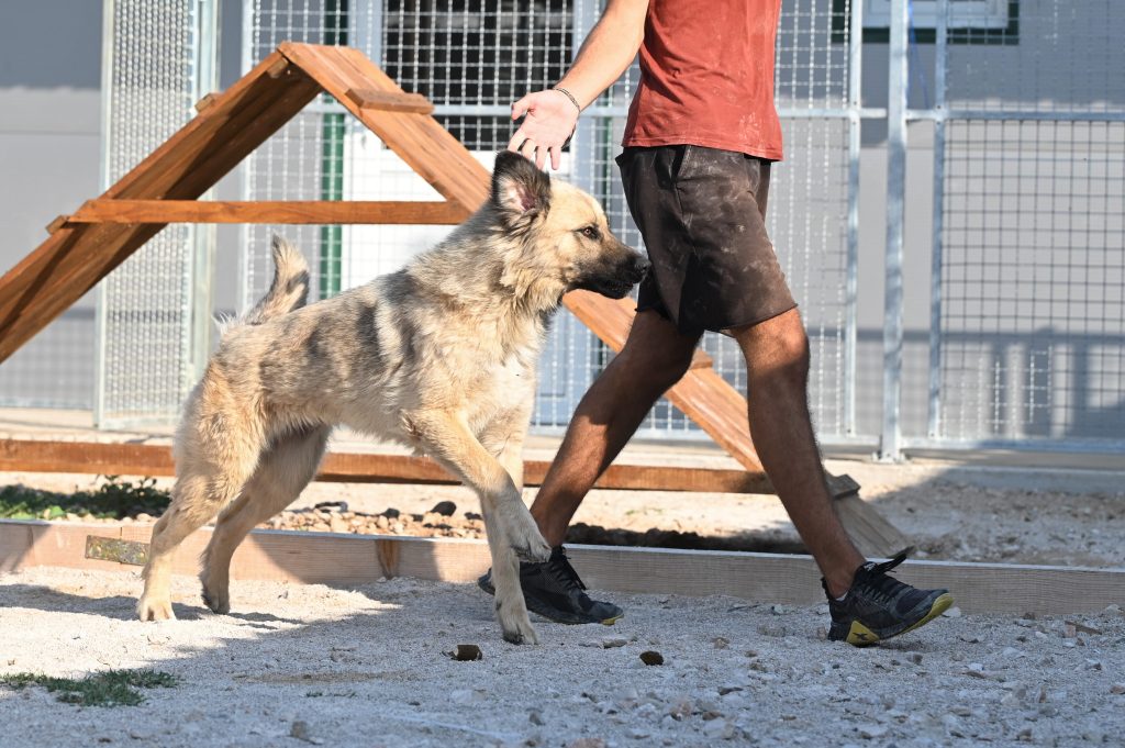 čupka dog charity