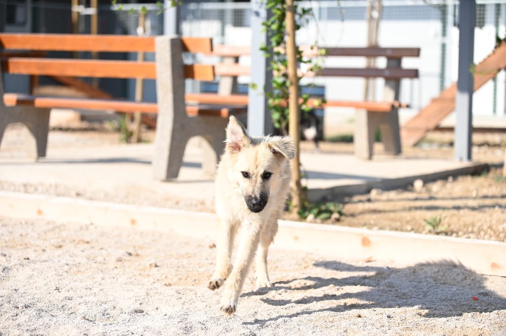 čupka dog charity