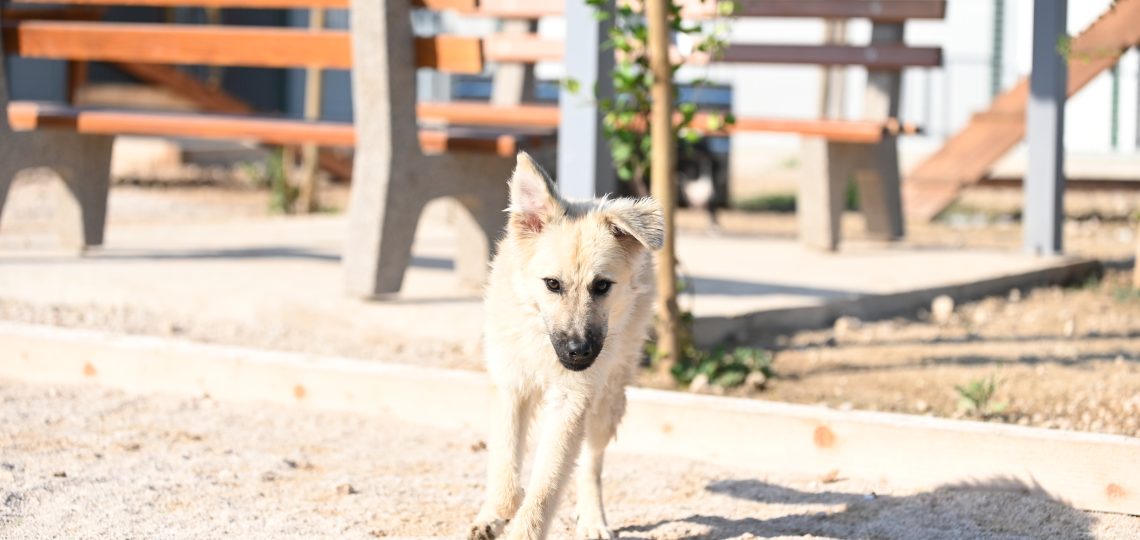 čupka dog charity