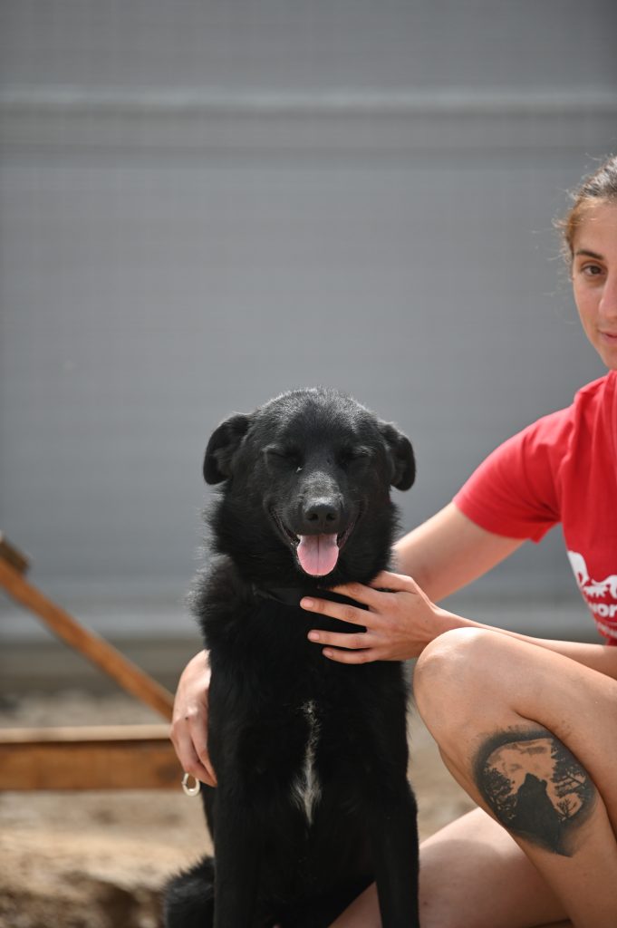 Diablo dog rescue uk