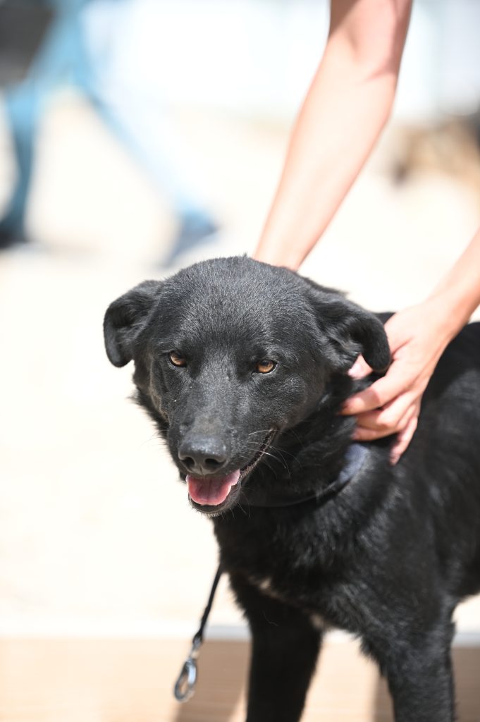 Diablo dog rescue uk
