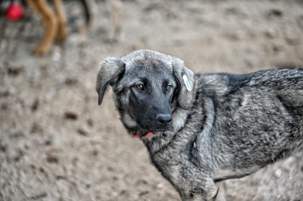 Đina dogs shelters