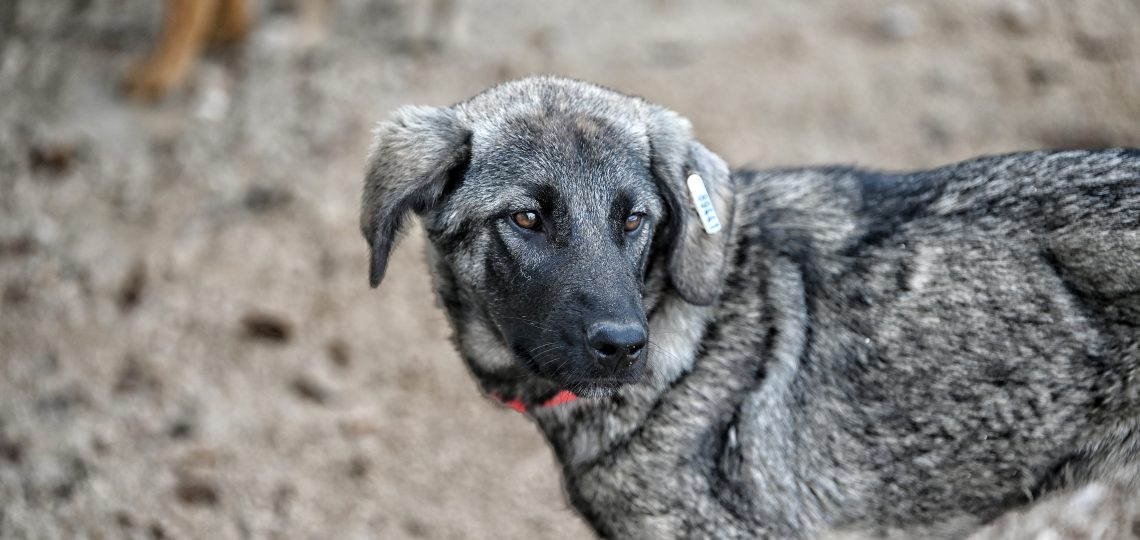 Đina dogs shelters
